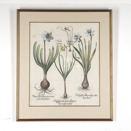 17th Century Besler of a Daffodil Print WD6018168