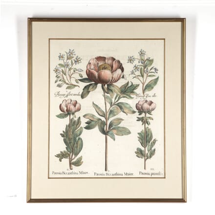 17th Century Besler of a Peony Print WD6018164