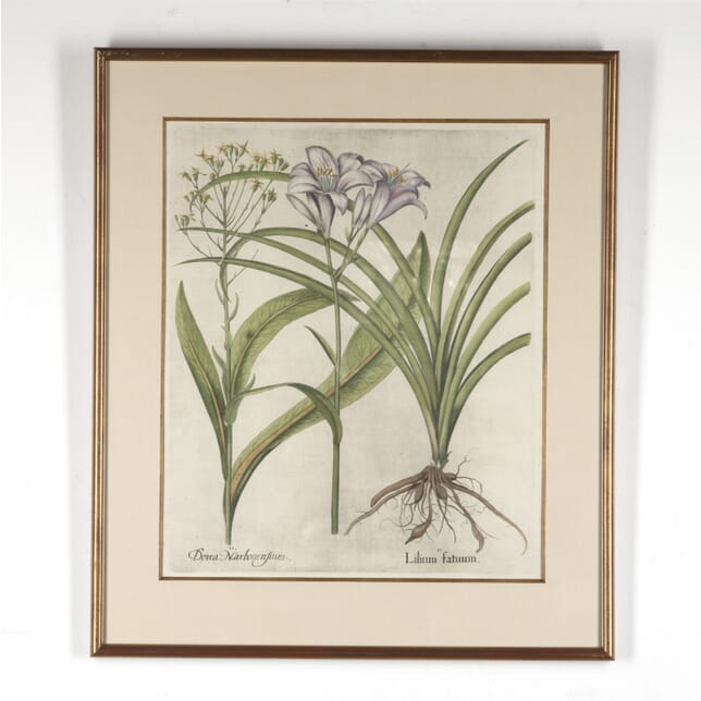 17th Century Besler of  a Tawny Day Lilly Print WD6018165