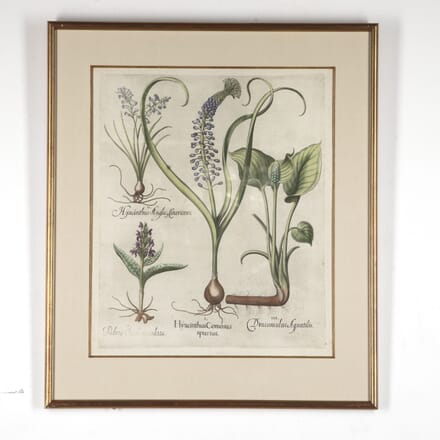 17th Century Besler of Hyacinth Print WD6018170