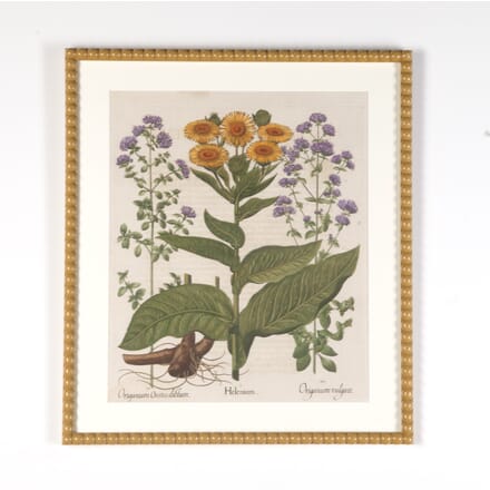 17th Century Hand Coloured Engraving of Helenium and Origanum by Basilius Besler WD9022295