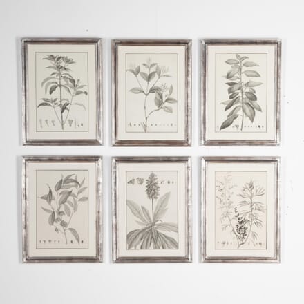 18th Century Botanical Engravings WD7630930