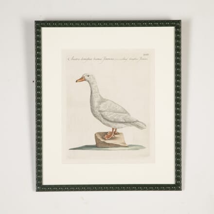 18th Century Mannetti Duck Engraving WD9023859