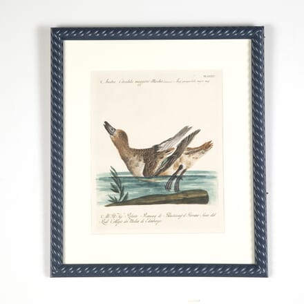 18th Century Mannetti Duck Engraving WD9024405