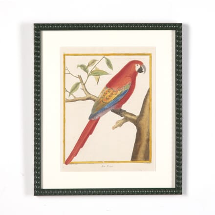 18th Century Parrot Engraving by Francois Nicolas Martinet WD9022283
