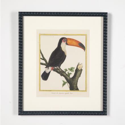 18th Century Toucan Engraving by Francois Nicolas Martinet WD9022284