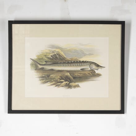 19th Century British Fresh Water Fish Book Plate WD6425127
