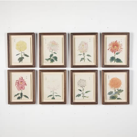 19th Century Chrysanthemum Woodblock Prints WD7627138