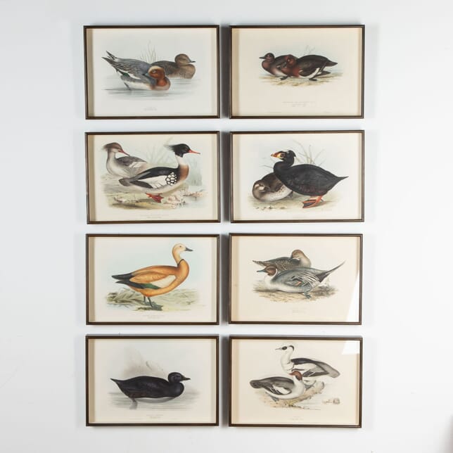 19th Century Gould Lithographs of Ducks WD7633894