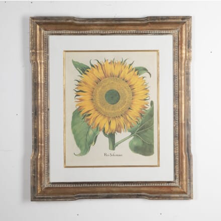 20th Century Print of Basilius Besler Sunflower WD9031033