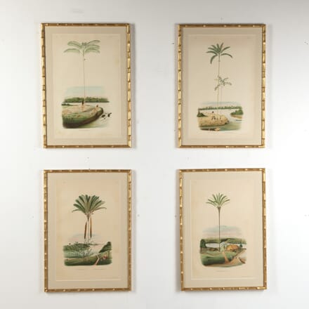 Set of Four Chromolithographs of Brazilian Palms by Joao Barbosa Rodrigues WD9019215