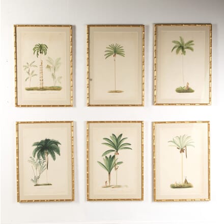 Six Chromolithographs of Brazilian Palms by Joao Barbosa Rodrigues WD9019205