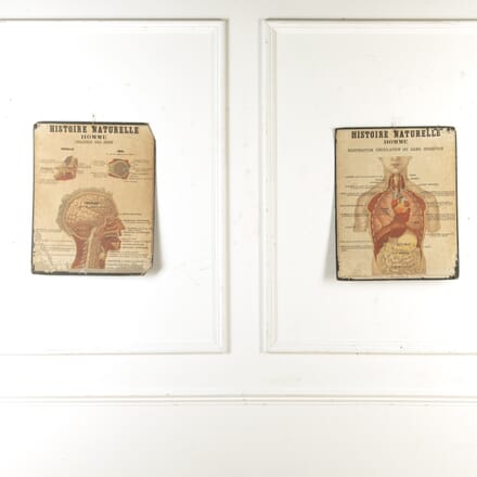 Pair of French Mid-Century Anatomical Pictures WD3720711