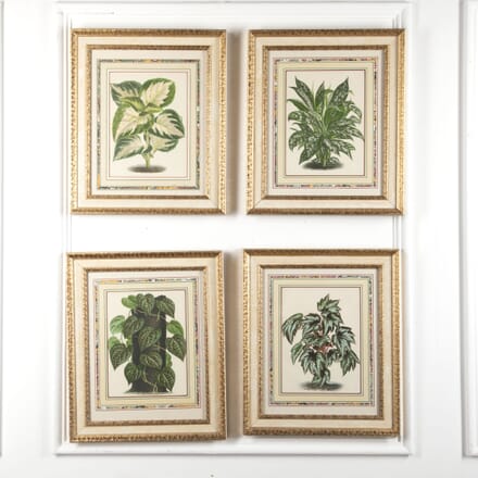 Set of Four Mid-Century Botanical Prints WD8821926