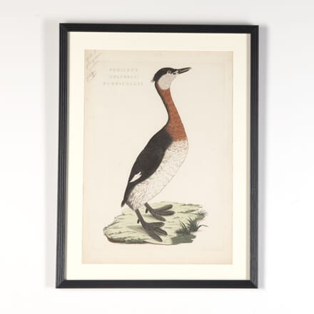 19th Century Print of a Red-Necked Grebe by Sepp & Nozeman WD9022273