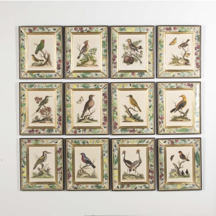 Set of Twelve 18th Century Bird Engravings WD7624734