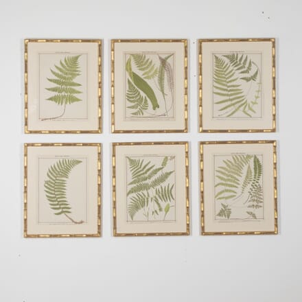 Collection of 19th Century Chromolithographs of British Ferns WD6030767