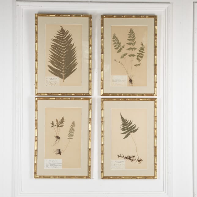Collection of Four 19th Century Ferns WD6023681