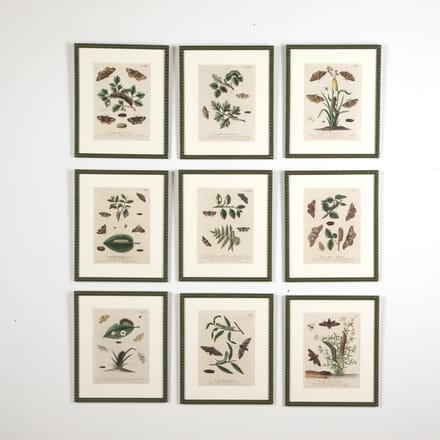 Collection of Nine First Edition Illustrations WD6027316