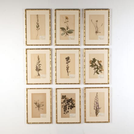 Collection of Nine 20th Century Swedish Herbariums WD6020563