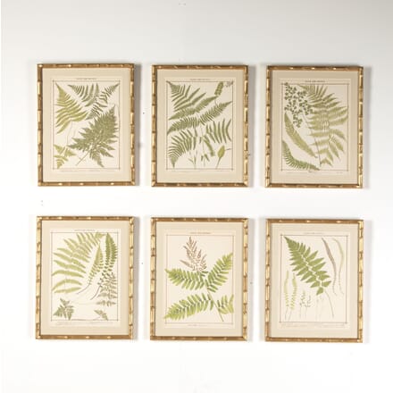 Collection of Six British Ferns WD6018185