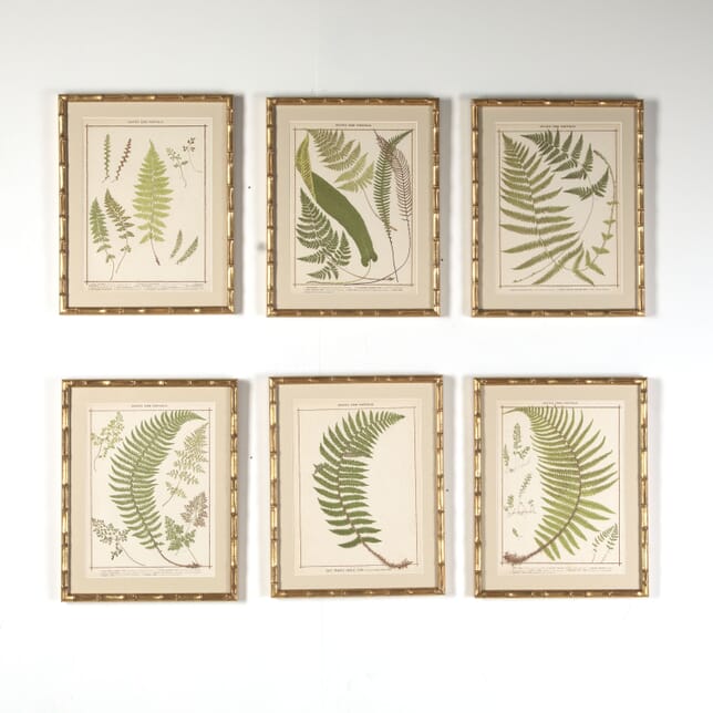 Collection of Six British Ferns WD6018184