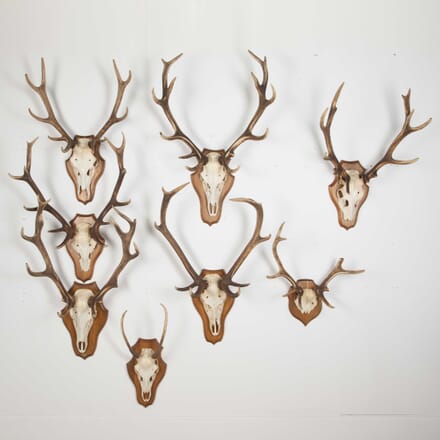 Contemporary Collection of Eight Mounted Antlers DA8527521