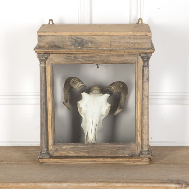 Decorative Encased Sheep's Skull DA9913437