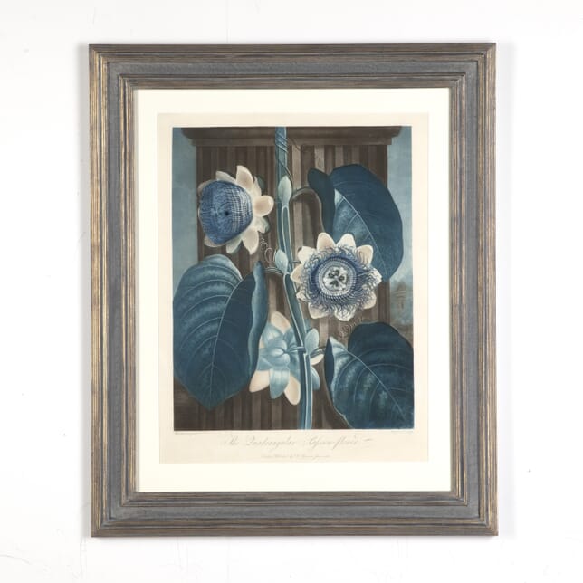 Dr Robert Thornton Engraving - The Quadrangular Passion Flower WD9019208
