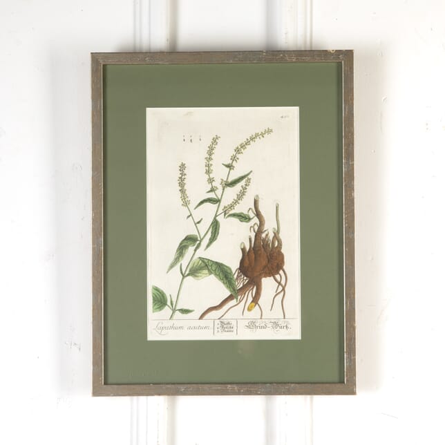 18th Century Hand Coloured Copper Plate Botanical Engraving by Elizabeth Blackwell WD3720640