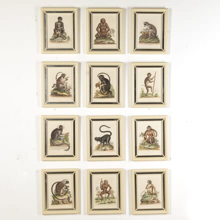 Engravings of Monkeys by George Edwards WD7618669