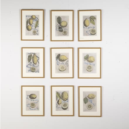Collection of 17th Century Lemons by Giovanni Battista Ferrar WD6023950