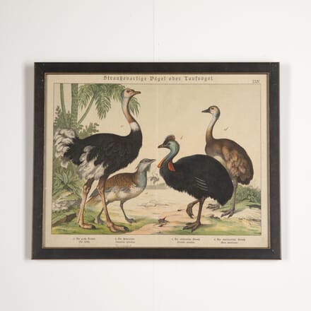 19th Century Framed Print of Exotic Birds WD9026606