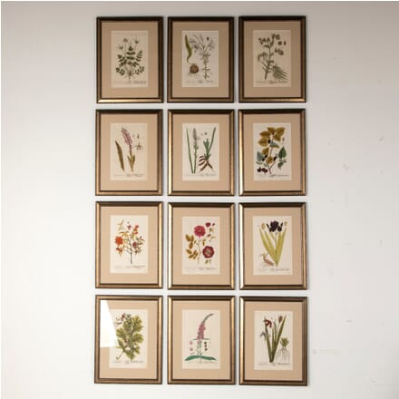Set of 12 Elizabeth Blackwell Botanical Engravings WD6012164