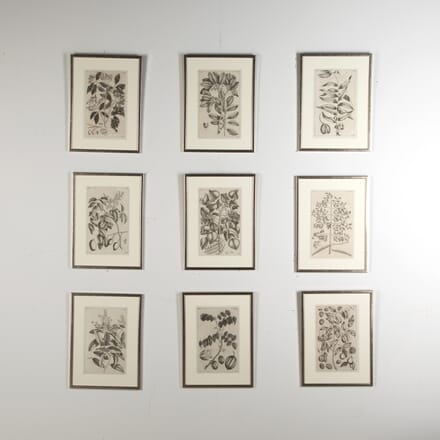 18th Century Set of Nine Botanical Engravings by George Eberhard WD9024403