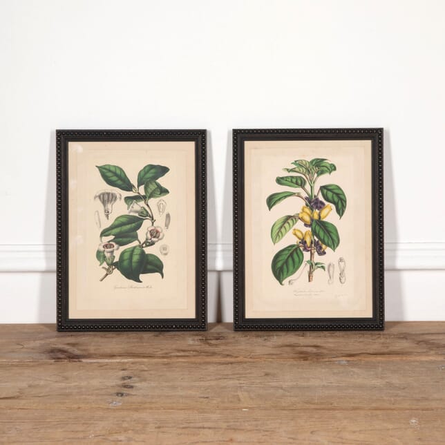 Pair of 19th Century Botanical Prints Gardenia and Alloplectus WD2832095