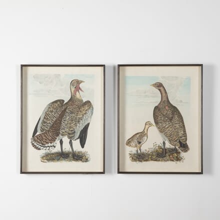 Pair of 19th Century Engravings of British Birds WD7627429