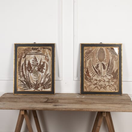Pair of 19th Century Pressed Fern Pictures WD6227814