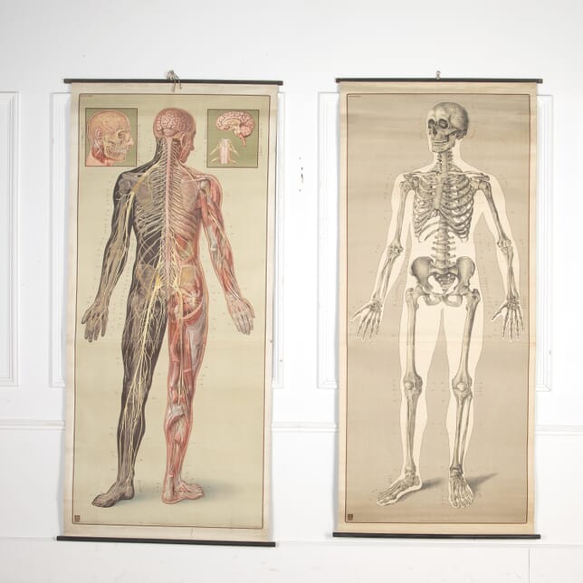 Pair of Large 20th Century Anatomy Posters WD3423469