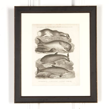 19th Century Monochrome Print of Whales WD3718067