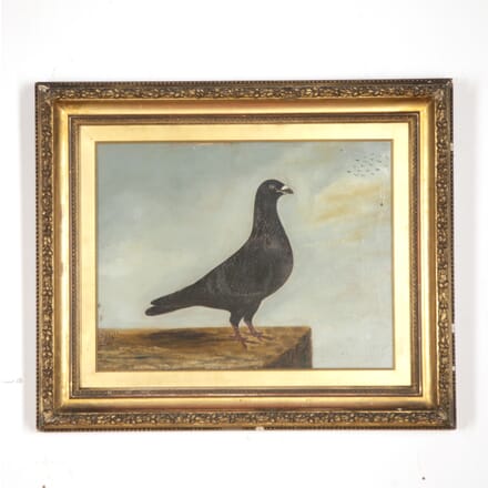 Oil on Canvas Painting of a Pigeon WD1317345