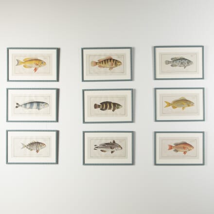 18th Century Set of Nine Fish Engravings by Marcus Bloch WD9021387