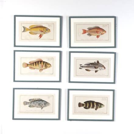 Set of Six Marcus Bloch Fish Engravings WD9022274