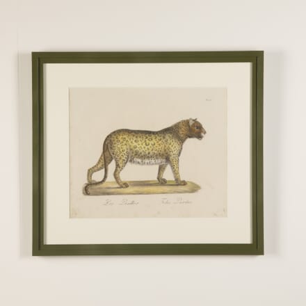 19th Century Lithograph of a Leopard by Carl Joseph Brodtmann WD9021386