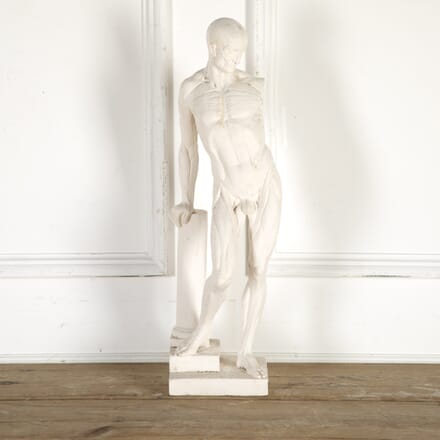 Sectional Plaster Cast of a Flayed Man DA8014325