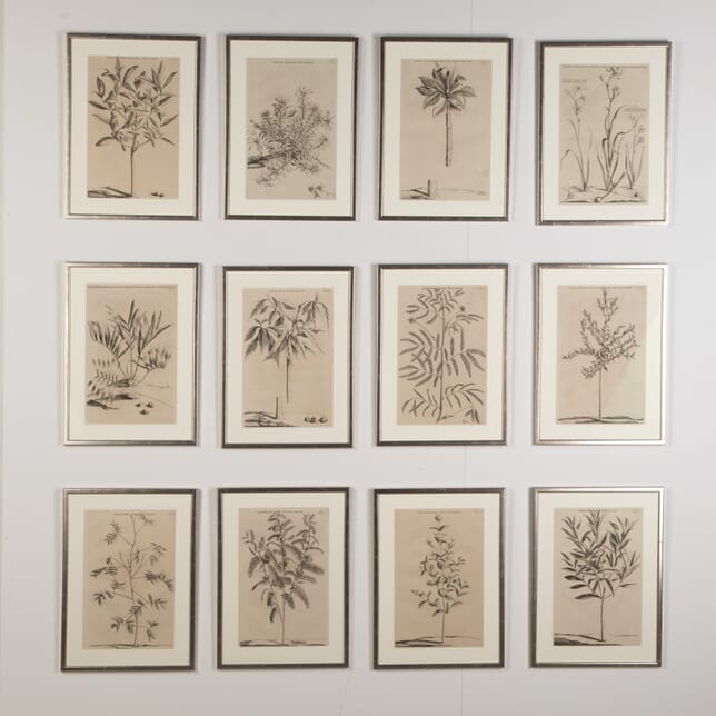 Set of Twelve 17th Century Botanical Engravings by Jan and Caspar Commelin WD9022272