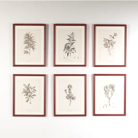 Set of Six Early 19th Century French Botanical Engravings WD9020837