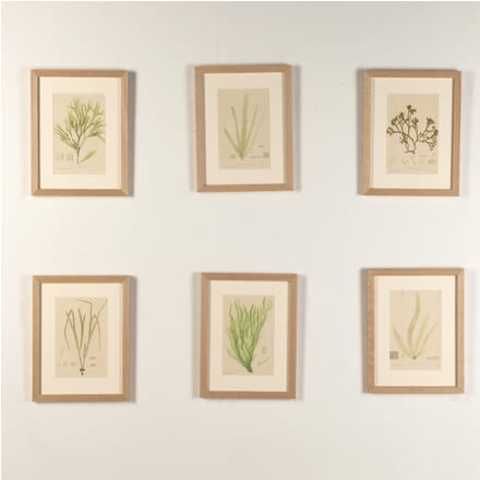 Set of Six Henry Bradbury Green Seaweed Prints WD9019110