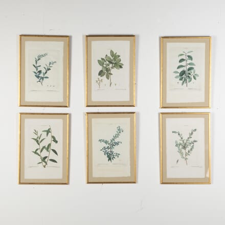 Set of Six Pierre Joseph Redoute Botanical Engravings WD2823300