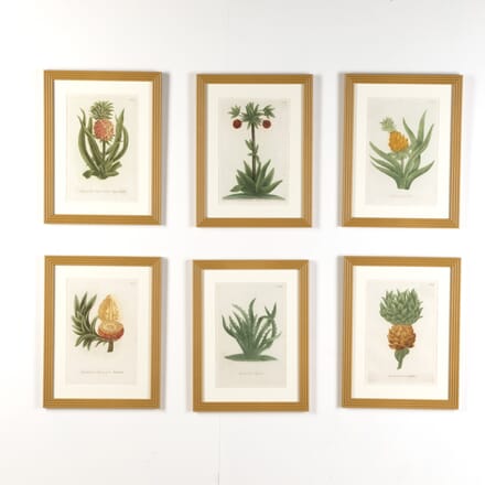Set of Six Pineapple Prints by Johann Weinmann WD9019111